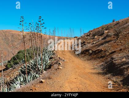 Wunderschöner Wanderweg durch die vulkanische Wüstenlandschaft mit riesigen Jahrhundertpflanzen. Betancuria auf Fuerteventura, Kanarischen Inseln. (Agave americana) Stockfoto