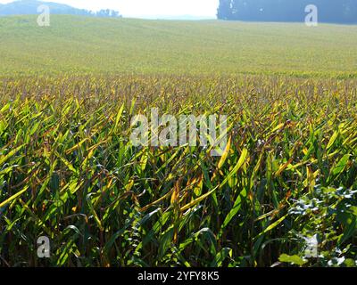 Das Maisfeld nähert sich der Ernte. Auf der Insel Rügen wird ein erheblicher Teil des Maisanbaus zur Energieerzeugung und Biogaserzeugung angebaut. Stockfoto