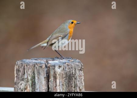 Robin (Erithacus rubecula) auf einem alten Holzpfosten Stockfoto