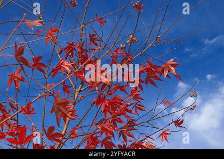 Fächerahorn am Jahresende Rotes Laub eines Fächerahorns im Herbst *** Fächerahorn am Jahresende Rotes Laub eines Fächerahorns im Herbst Stockfoto