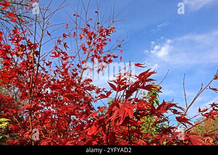 Fächerahorn am Jahresende Rotes Laub eines Fächerahorns im Herbst *** Fächerahorn am Jahresende Rotes Laub eines Fächerahorns im Herbst Stockfoto