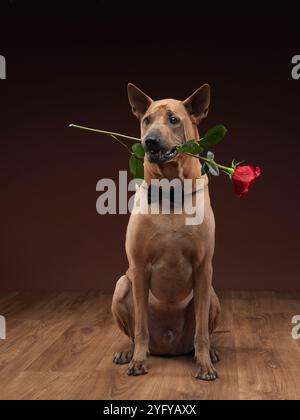 Ein bewegter Thai Ridgeback hält zart eine rote Rose im Mund, trägt eine hübsche schwarze Fliege und vermittelt einen Hauch von Romantik und Anmut in einem Studio Stockfoto