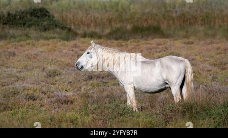 Seitenansicht eines einzigen Camargue-Pferdes (Cheval de Camargue) auf einer Wiese in der Camargue Stockfoto