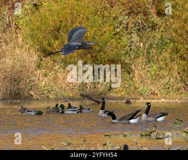 Ein großer blauer Reiher fliegt über Kanadagänse, die in einem Herbstteich schwimmen. Die Gänse sehen aus, als würden sie den anderen Vogel beobachten. Herbstlaub sur Stockfoto