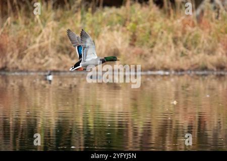 Ein Mallard drake fliegt im Herbst über einen Teich. Die Umgebung ist warm mit Herbstlaub. Stockfoto