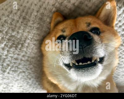 Nachdenklicher Shiba Inu mit einem traurigen Ausdruck, Kopf unter einer Decke. Die Stimmung ist nachdenklich und besinnlich. Hochwertige Fotos. Nahaufnahme. Kopierbereich Stockfoto