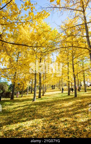 Im Blandy Ginko Grove im State Arboretum von Virginia gibt es etwa 300 Ginko-Bäume. Im Herbst färben sich ihre grünen Blätter goldgelb Stockfoto