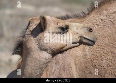 Profil des Dromedarkamels (Camelus dromedarius) mit einem Buckel an der Westküste Südafrikas. Stockfoto