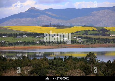 Gloria Cove mit Rapsfeldern am Ufer des Theewaterskloof Damms Stockfoto