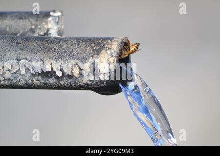 Eine Honigbiene (APIs mellifera) trinkende Kochsalzlösung, pumpte Wasser aus einer Wasserleitung eines Bauerndamms auf der Knersvlakte in Namaqualand, Westkap. Stockfoto