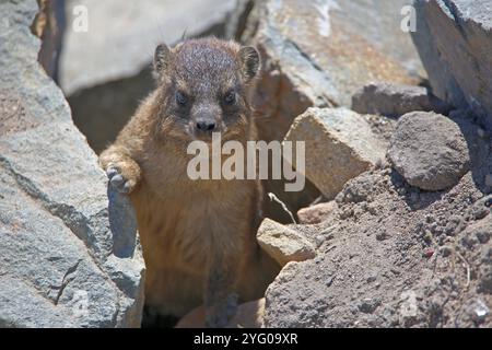 Felshyrax (Procavia capensis) auf Felsen in Betty's Bay, Westkap in Südafrika. Stockfoto