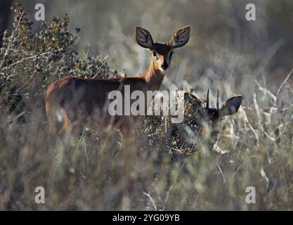 Zwei männliche Steenböcke (Raphicerus campestris), die sich in hohem Gras in Langebaan, Westküste Südafrikas, verstecken. Stockfoto