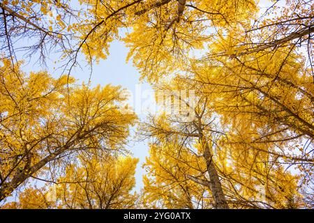 Ich schaue auf den Wald von ginko. Im Blandy Ginko Grove im State Arboretum von Virginia gibt es etwa 300 Ginko-Bäume. Im Herbst, ihr Grün Stockfoto