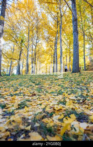 Im Blandy Ginko Grove im State Arboretum von Virginia gibt es etwa 300 Ginko-Bäume. Im Herbst färben sich ihre grünen Blätter goldgelb Stockfoto