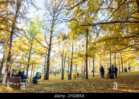 Im Blandy Ginko Grove im State Arboretum von Virginia gibt es etwa 300 Ginko-Bäume. Im Herbst färben sich ihre grünen Blätter goldgelb Stockfoto