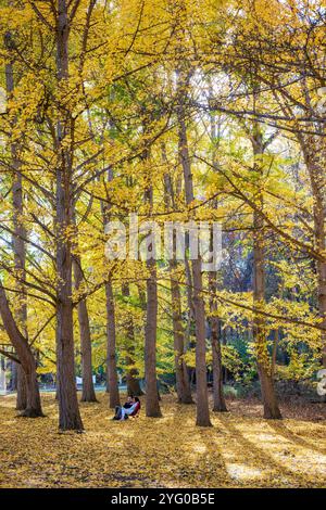 Im Blandy Ginko Grove im State Arboretum von Virginia gibt es etwa 300 Ginko-Bäume. Im Herbst färben sich ihre grünen Blätter goldgelb Stockfoto