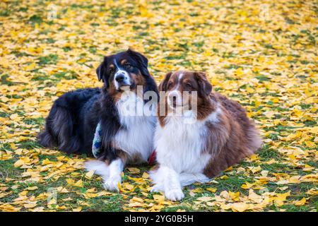 Zwei australische Schäferhunde posieren im Herbst auf den gelben Blättern der ginko-Bäume für Fotos. Stockfoto