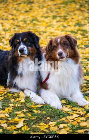 Zwei australische Schäferhunde posieren im Herbst auf den gelben Blättern der ginko-Bäume für Fotos. Stockfoto