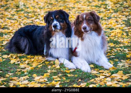 Zwei australische Schäferhunde posieren im Herbst auf den gelben Blättern der ginko-Bäume für Fotos. Stockfoto