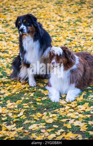 Zwei australische Schäferhunde posieren im Herbst auf den gelben Blättern der ginko-Bäume für Fotos. Stockfoto