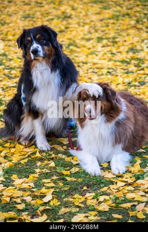 Zwei australische Schäferhunde posieren im Herbst auf den gelben Blättern der ginko-Bäume für Fotos. Stockfoto