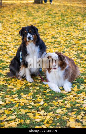 Zwei australische Schäferhunde posieren im Herbst auf den gelben Blättern der ginko-Bäume für Fotos. Stockfoto