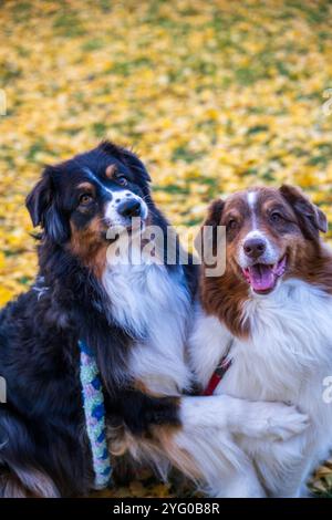 Zwei australische Schäferhunde posieren im Herbst auf den gelben Blättern der ginko-Bäume für Fotos. Stockfoto