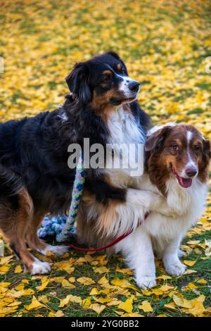 Zwei australische Schäferhunde posieren im Herbst auf den gelben Blättern der ginko-Bäume für Fotos. Stockfoto