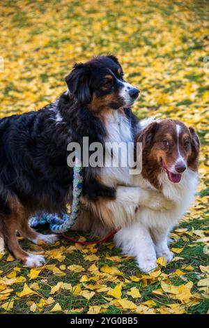 Zwei australische Schäferhunde posieren im Herbst auf den gelben Blättern der ginko-Bäume für Fotos. Stockfoto