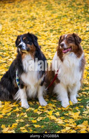 Zwei australische Schäferhunde posieren im Herbst auf den gelben Blättern der ginko-Bäume für Fotos. Stockfoto