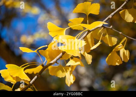 Ein Zweig von ginko-Blättern. Im Blandy Ginko Grove im State Arboretum von Virginia gibt es etwa 300 Ginko-Bäume. Im Herbst, ihr grünes Abschied Stockfoto