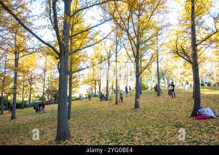 Im Blandy Ginko Grove im State Arboretum von Virginia gibt es etwa 300 Ginko-Bäume. Im Herbst färben sich ihre grünen Blätter goldgelb Stockfoto