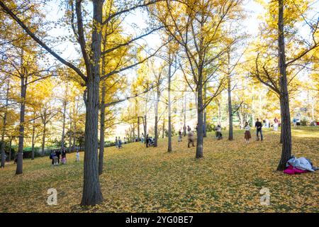 Im Blandy Ginko Grove im State Arboretum von Virginia gibt es etwa 300 Ginko-Bäume. Im Herbst färben sich ihre grünen Blätter goldgelb Stockfoto