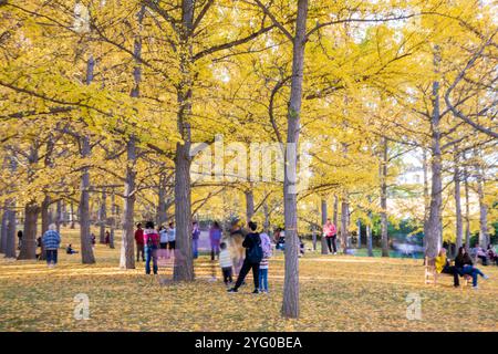 Im Blandy Ginko Grove im State Arboretum von Virginia gibt es etwa 300 Ginko-Bäume. Im Herbst färben sich ihre grünen Blätter goldgelb Stockfoto