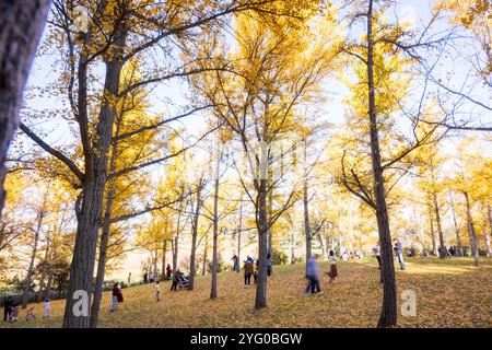 Im Blandy Ginko Grove im State Arboretum von Virginia gibt es etwa 300 Ginko-Bäume. Im Herbst färben sich ihre grünen Blätter goldgelb Stockfoto