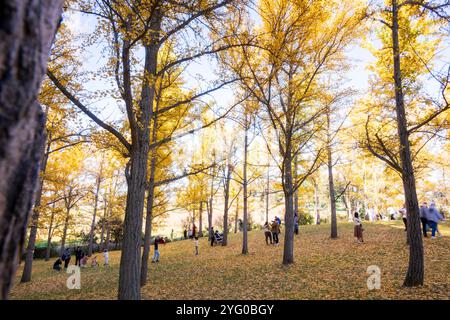 Im Blandy Ginko Grove im State Arboretum von Virginia gibt es etwa 300 Ginko-Bäume. Im Herbst färben sich ihre grünen Blätter goldgelb Stockfoto