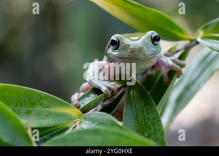 Fliegender grüner Baumfrosch auf einem Blatt Stockfoto