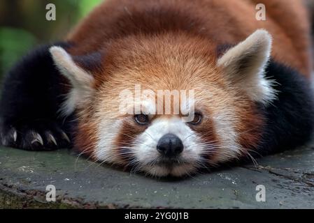 Schöne Bilder eines roten Panda Stockfoto