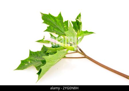 Mandala solanaceae Pflanze auf weißem Hintergrund im Norden Chinas Stockfoto