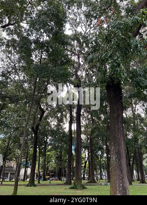 Stadtpark mit hohen Bäumen und üppigem Grün Stockfoto