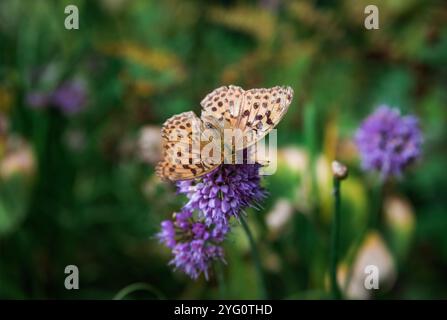 Brenthis daphne, die marmorierte, fritillarische Schmetterlingsfrau, die auf allium-Blume sitzt Stockfoto