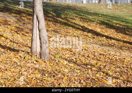 Herbst Serenity lebendige Blätter, die einen strukturierten Baumstamm in friedlicher Umgebung umrahmen Stockfoto