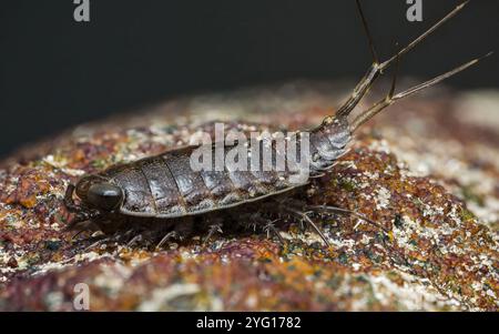 Nahaufnahme eines Meeres slater erkundet einen lebendigen, strukturierten Felsen in seinem natürlichen Meereshabitat und hebt seine empfindlichen Antennen, Makrofotografie und d hervor Stockfoto