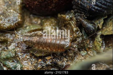 Sea Roach, oder Isopod, kriecht durch eine felsige Gezeitenzone an der Küste und erkundet ihren feuchten Lebensraum zwischen Muscheln, Algen und Algen, Makrofoto Stockfoto