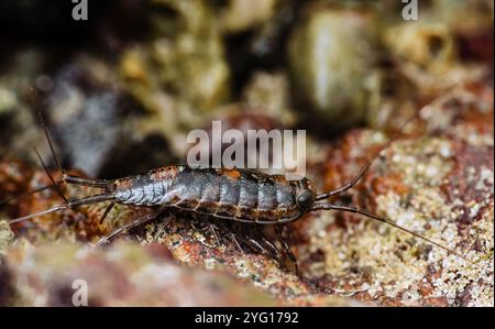 Nahaufnahme eines Meeres slater ligia oceanica erkundet Felsen in seinem natürlichen Lebensraum bei Ebbe, Makrofotografie und nicht durch KI erzeugt. Stockfoto