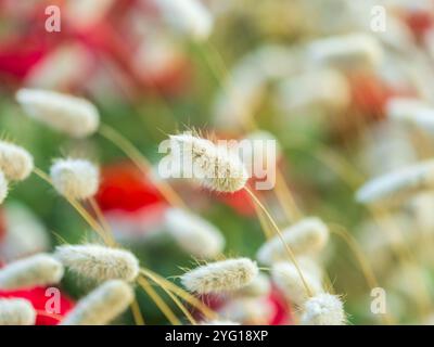 Lagurus ovatus, Hasenschwanz oder Hasenschwanzgras. Ovale Blume von Lagurus ovatus oder Bunnytail Pflanze Stockfoto