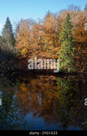 Landschaft mit Bäumen und See im Herbst in Burgund, Frankreich, unter der Sonne, mit einer schönen Reflexion im Wasser Stockfoto