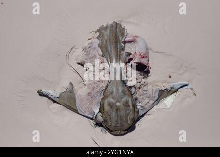 Stingray bleibt auf dem Sand in Esperance, Australien, angespült. Dem Stachelrochen fehlen die Flossenflügel und der Schwanz, mit möglichen Hai-Bissspuren. Stockfoto