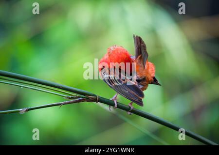 Ein Madagaskar-Webervogel (Foudia madagascariensis) Stockfoto