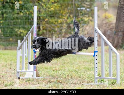 Wettkampf der Agilität mit Hund im Herbst Stockfoto